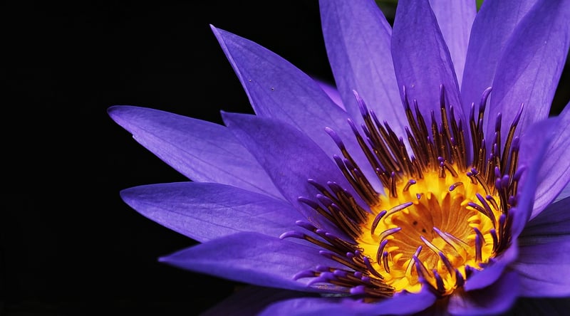Celestial Delights